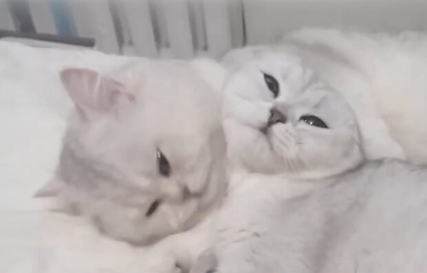 Zwei Katzen. Quelle: YouTube Screenshot