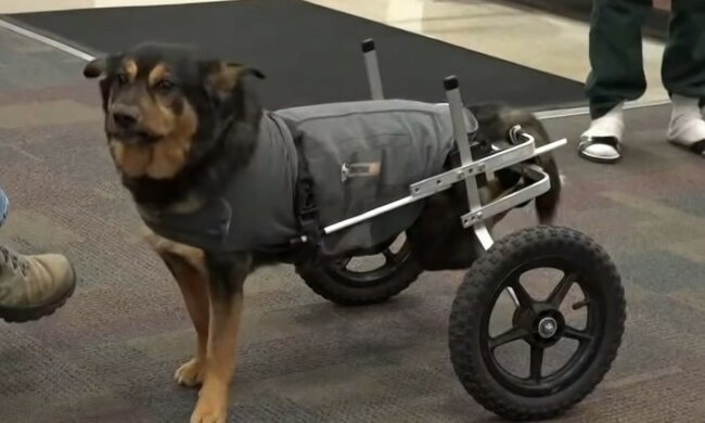 Besonderer und liebevoller Hund. Quelle: Screenshot YouTube