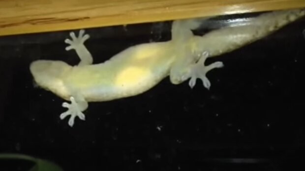 Kleine Gecko. Quelle: YouTube Screenshot