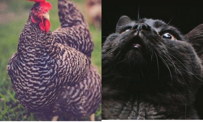 Die reichsten Tiere . Quelle: Screenshot