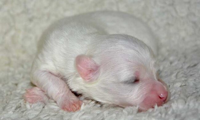 Als ein Mann sah, dass einer der neugeborenen Welpen nicht atmete, begann er ihn wiederzubeleben