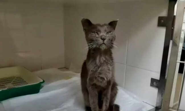 Tierärzte weinten, als sie eine ältere, ausgesetzte Katze schoren