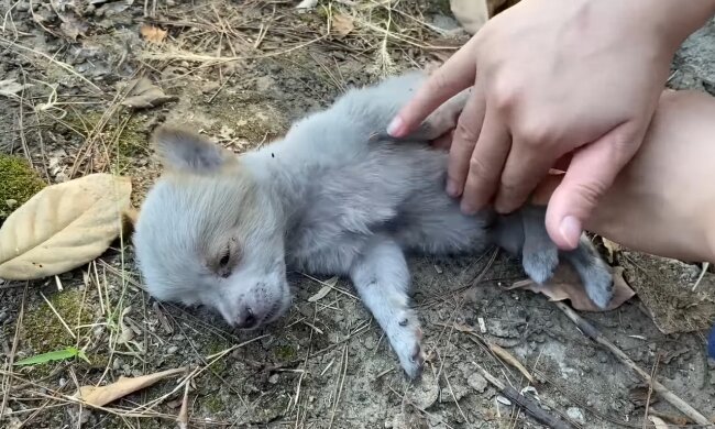 Ein Welpe. Quelle: Youtube Screenshot