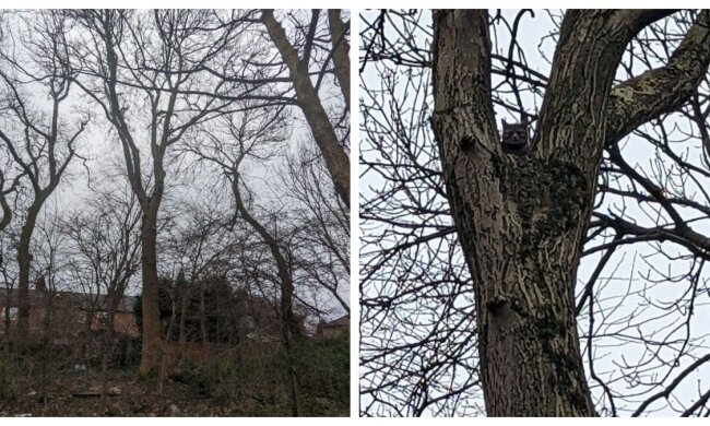 Das Tier im 18-Meter-Baum. Quelle: petpop.сom