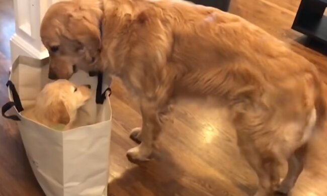 Fürsorglicher Hund und ein Welpe. Quelle: YouTube Screenshot