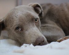 Der Tierarzt aß im gleichen Tiergehege mit dem Hund, um sein Leben zu retten