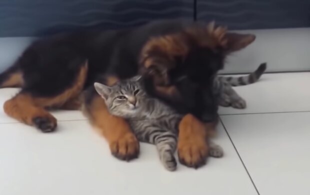 Freundschaft zwischen einem Hund und einem Kätzchen. Quelle: Screenshot Youtube
