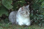 Ein Ehepaar verwandelt das Baumhaus seiner Kinder in einen Freilauf für Katze