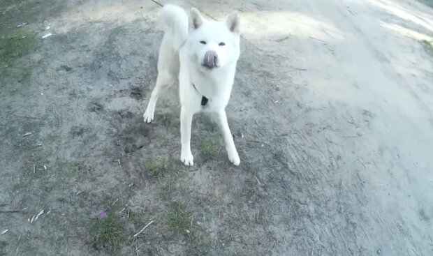 Baekgu, Hund. Quelle: Screenshot YouTube