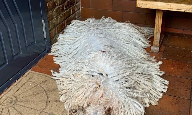 Ein Hund namens Hanga der Komondor-Rasse überrascht mit den Haaren