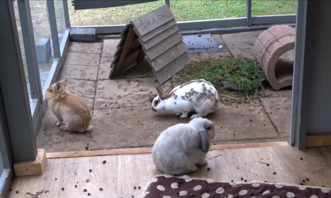 "Ich liebe Kaninchen so sehr, dass ich ihnen ein eigenes Zimmer mit einem Kinderbett, einer Klimaanlage und automatischen Rolläden eingerichtet habe"