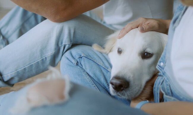 Hund ist ein wahrer Freund.  Quelle: Youtube Screenshot