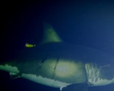 Weiße Hai. Quelle: Youtube Screenshot