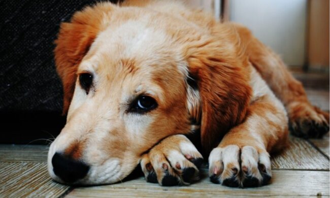 Der ältere Mann hatte Heimweh wegen des Verlustes seines Hundes: Der Essenslieferant beschloss ihm zu helfen