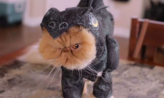 Katzenmodell. Quelle: YouTube Screenshot