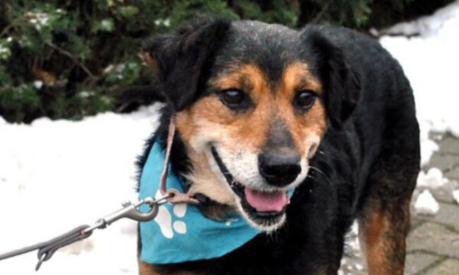 Neues Zuhause: 16-jähriger Tierheimhund bekam endlich neue liebevolle Besitzer