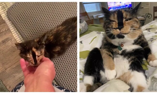 Katze. Quelle: ridus.com