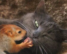 Es gibt keine außerirdischen Kinder: Eine Katze ist Adoptivmutter für kleine Eichhörnchen geworden