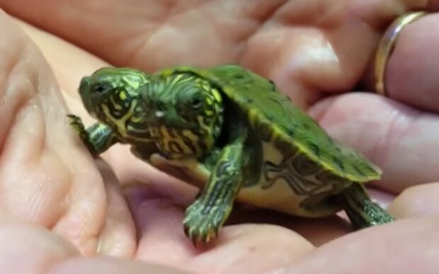 Ungewöhnliche Schildkröte. Quelle: YouTube Screenshot