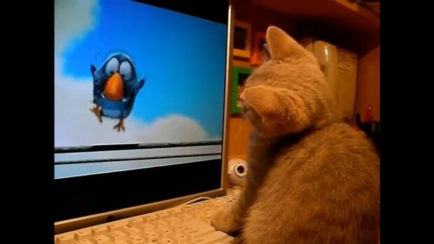 Katze guckt Fernseher. Quelle: Youtube Screenshot
