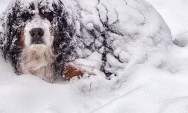 Der Hund im Schnee. Quelle: Screenshot YouTube
