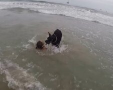 "Immer auf der Hut": Ein schlauer Risenschnauzer bewahrt seine kleine Besitzerin davor, zu weit ins Meer zu schwimmen
