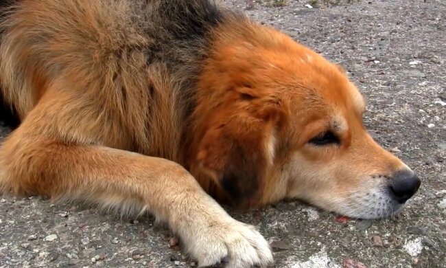 Der Hund. Quelle: Youtube Screenshot