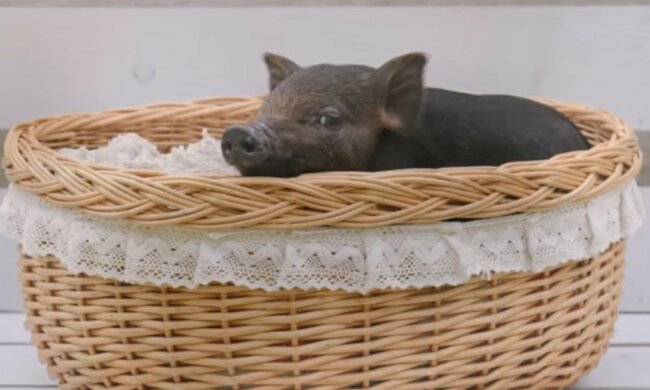 Unerwartetes Geschenk des Schicksals. Quelle: Screenshot YouTube