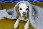 Warum ein Hund mir bei der Mieterauswahl wichtig war. Quelle: Youtube Screenshot
