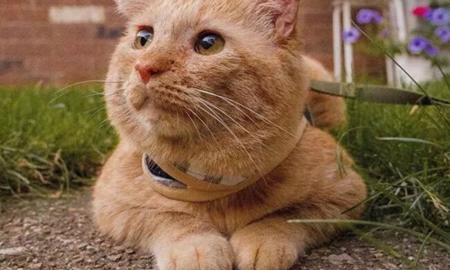 „Der traurigste Kater der Welt“ verwandelte sich sehr, als er eine neue Familie fand