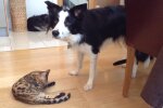 Border Collie Hündin. Quelle: Youtube Screenshot