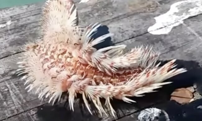 Fisch. Quelle: Screenshot YouTube