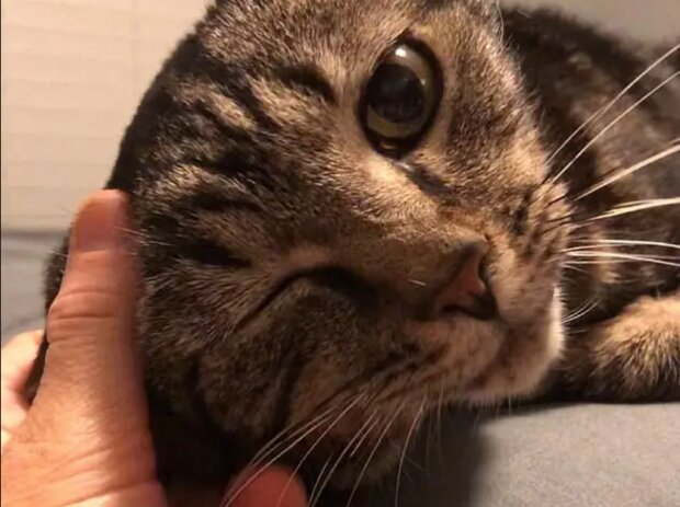 "Wart auf mich, ich komm zurück": Die vermisste Katze traf ihre Besitzerin nach 13 Jahren Trennung