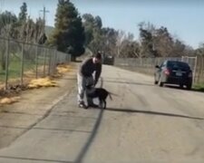 Der Besitzer warf den leichtgläubigen Hund und fuhr weg