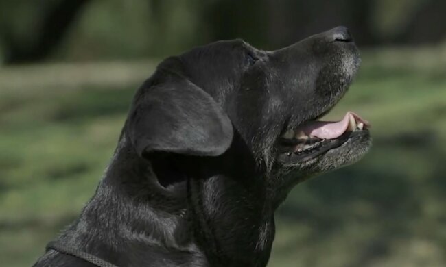 Einfallsreiches Haustier