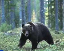 Auch die stärksten Tiere brauchen manchmal Hilfe. Quelle: Screenshot YouTube