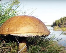 Pilz. Quelle: Screenshot YouTube