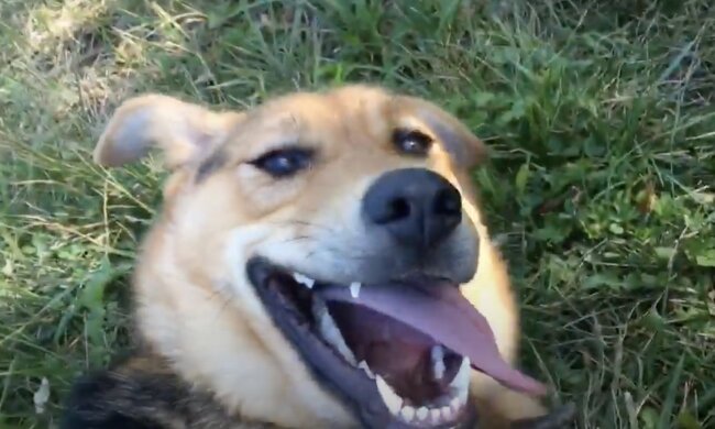 Glücklicher Hund. Quelle: Screenshot YouTube