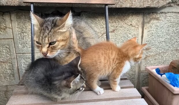 Mama Katze und ihre Kitten warten auf ihr Wunder. Quelle: Youtube Screenshot