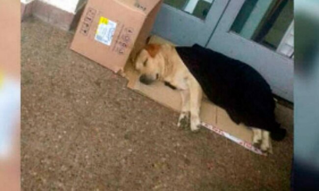 Freundschaft ist wertvoller als Komfort. Quelle: Screenshot YouTube