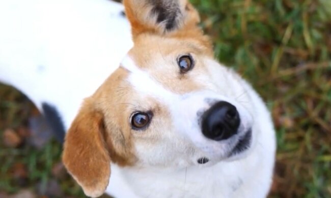 Wunderbares Treffen zukünftiger Freunde. Quelle: Screenshot YouTube