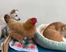 Katzenmutter bringt 10 Babys zur Welt: Hund, Henne und Kaninchen helfen liebevoll mit