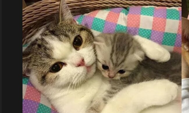 Gegenseitige Unterstützung. Quelle: Screenshot YouTube