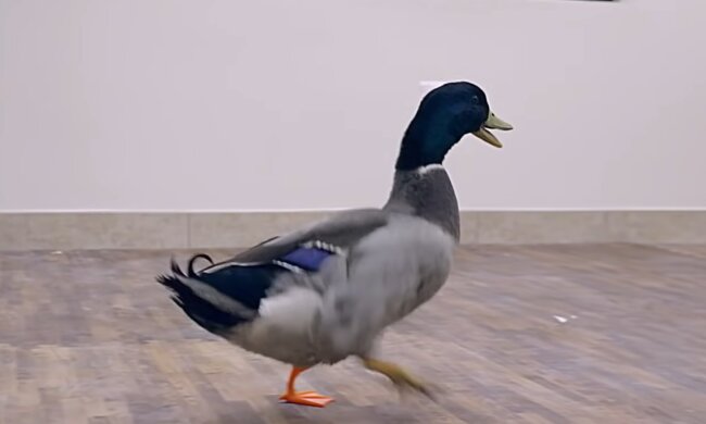 Ente mit einer Prothese. Quelle: YouTube Screenshot