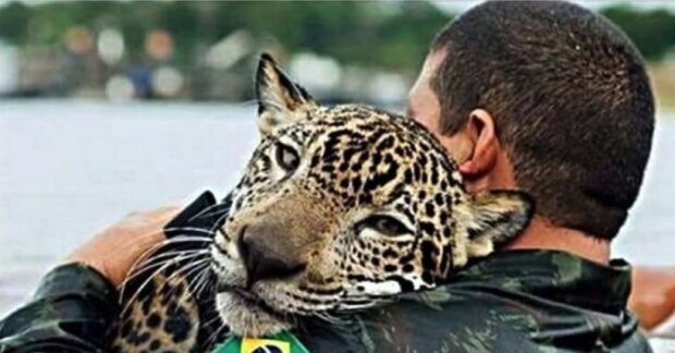 Warum umarmte der gerettete Jaguar seinen Retter wie ein Hauskater