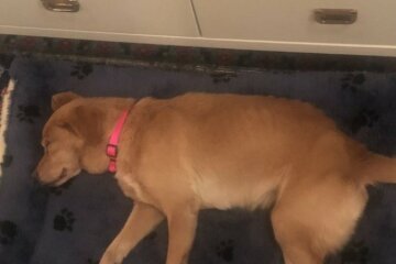 Der Typ ließ versehentlich die Haustür offen und ein streunender Hund kam herein
