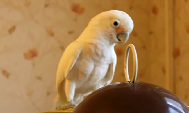 Süßer Dieb.Quelle: Youtube Screenshot