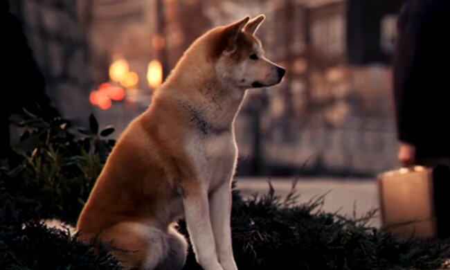 Hund hat die Geschichte von Hachiko wiederholt. Quelle: Screenshot Youtube