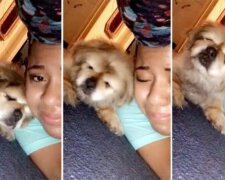 Das Mädchen beschloss, sich von ihrem Hund zu verabschieden und das letzte Video zum Abschied zu drehen, aber der Hund direkt im Bild tat, was ihm das Leben rettete