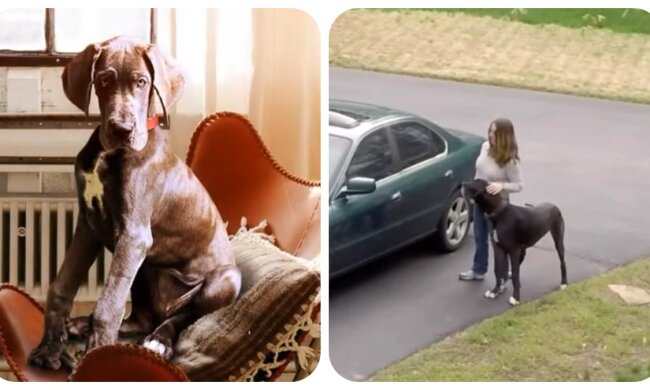 Deutsche Dogge und eine Frau. Quelle: Youtube Screenshot